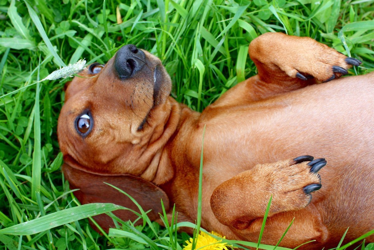 Такса рыжая прикольные