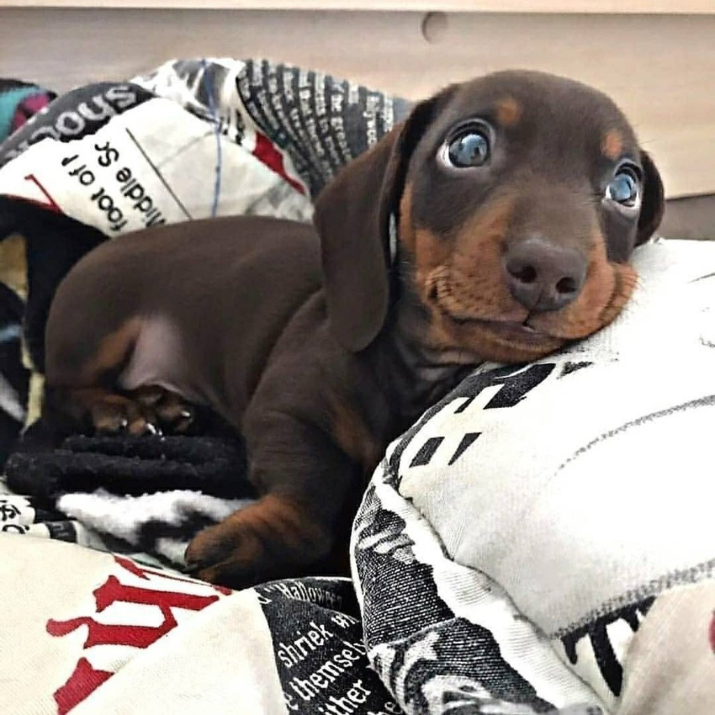 Пегая такса