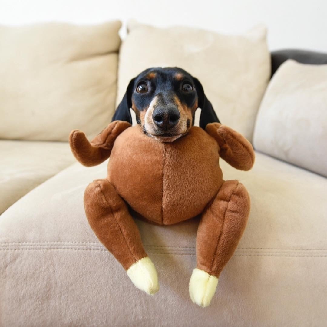 Прикольные костюмы для таксы