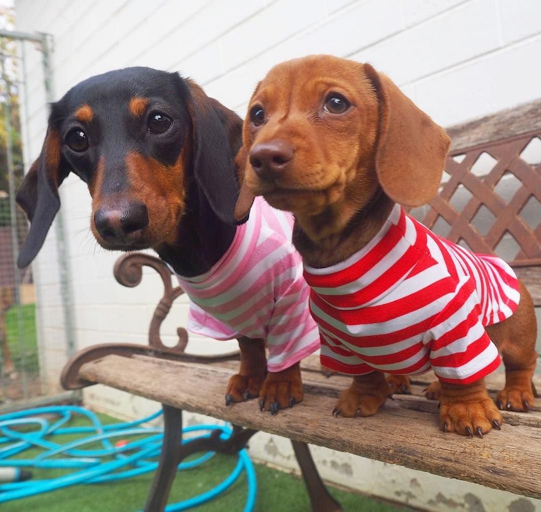 Бракованная такса