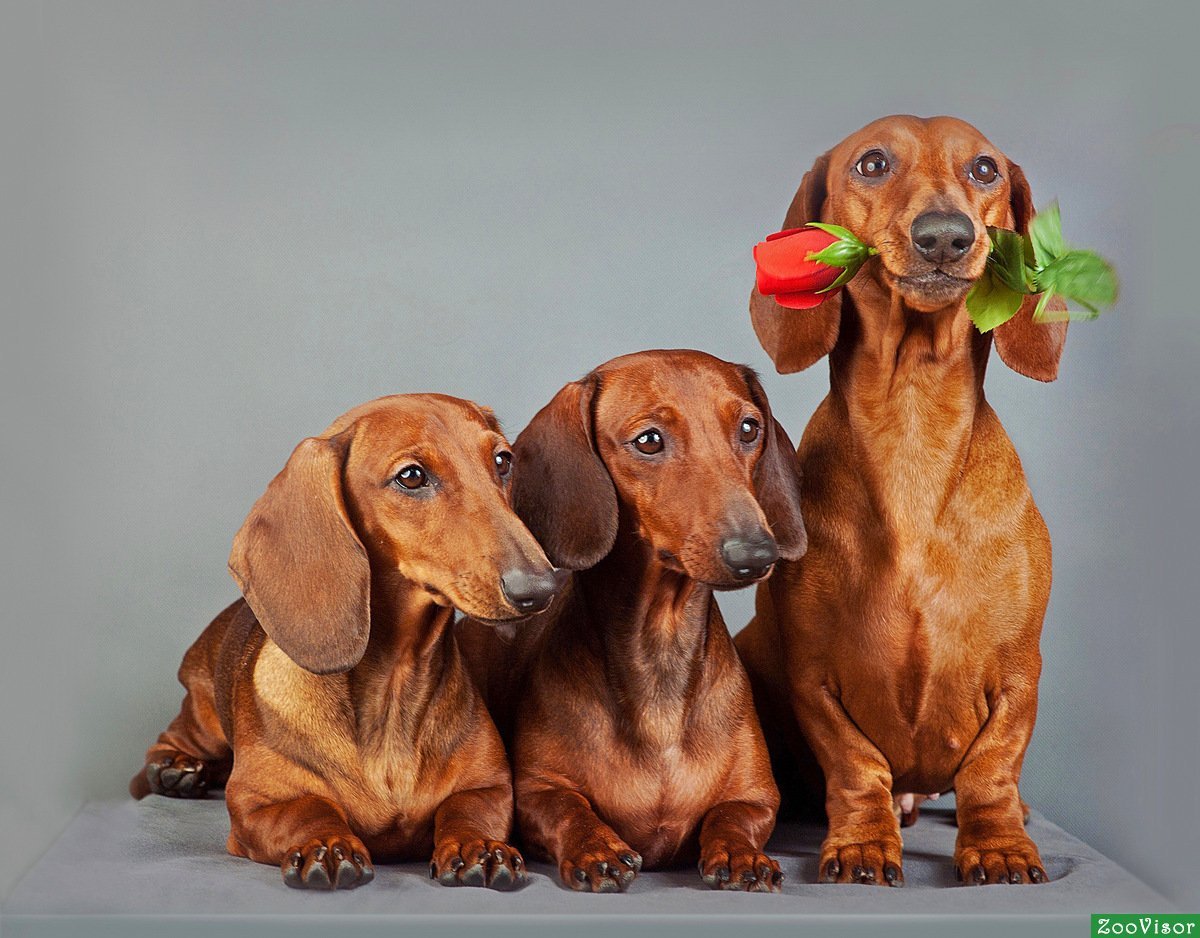 Тигровая кроличья такса