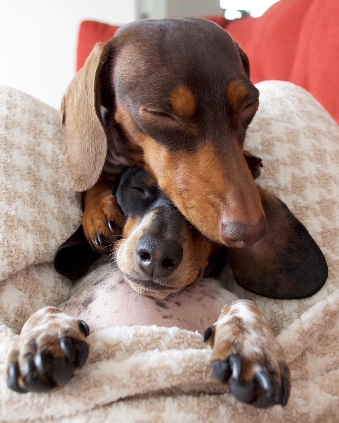 Тигровая мини такса