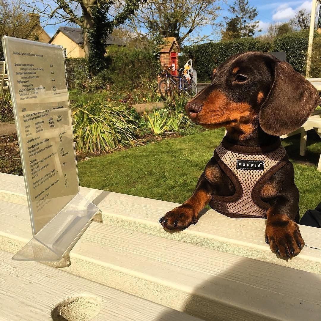 Таксы смешные картинки