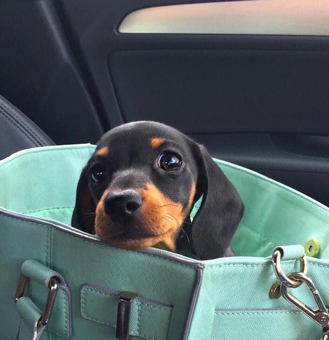 Милые щенки таксы