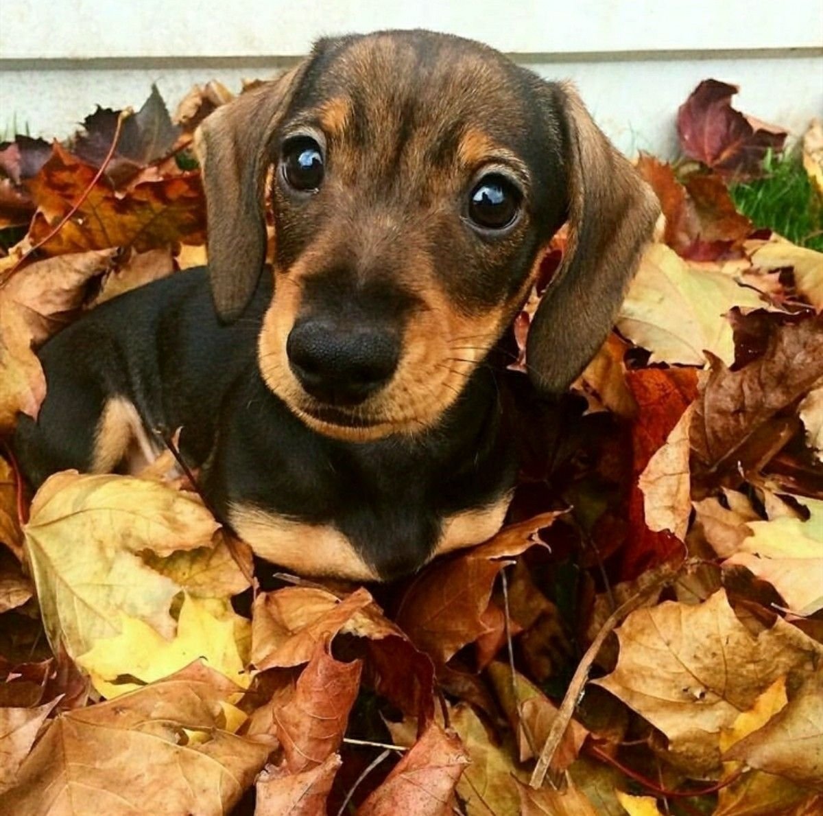 Забавные собачки таксы