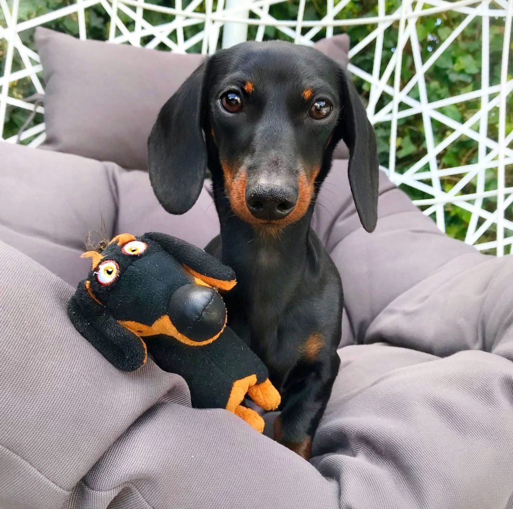 Такса Дачхунд