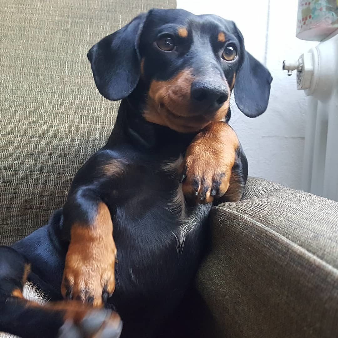 Щенки таксы