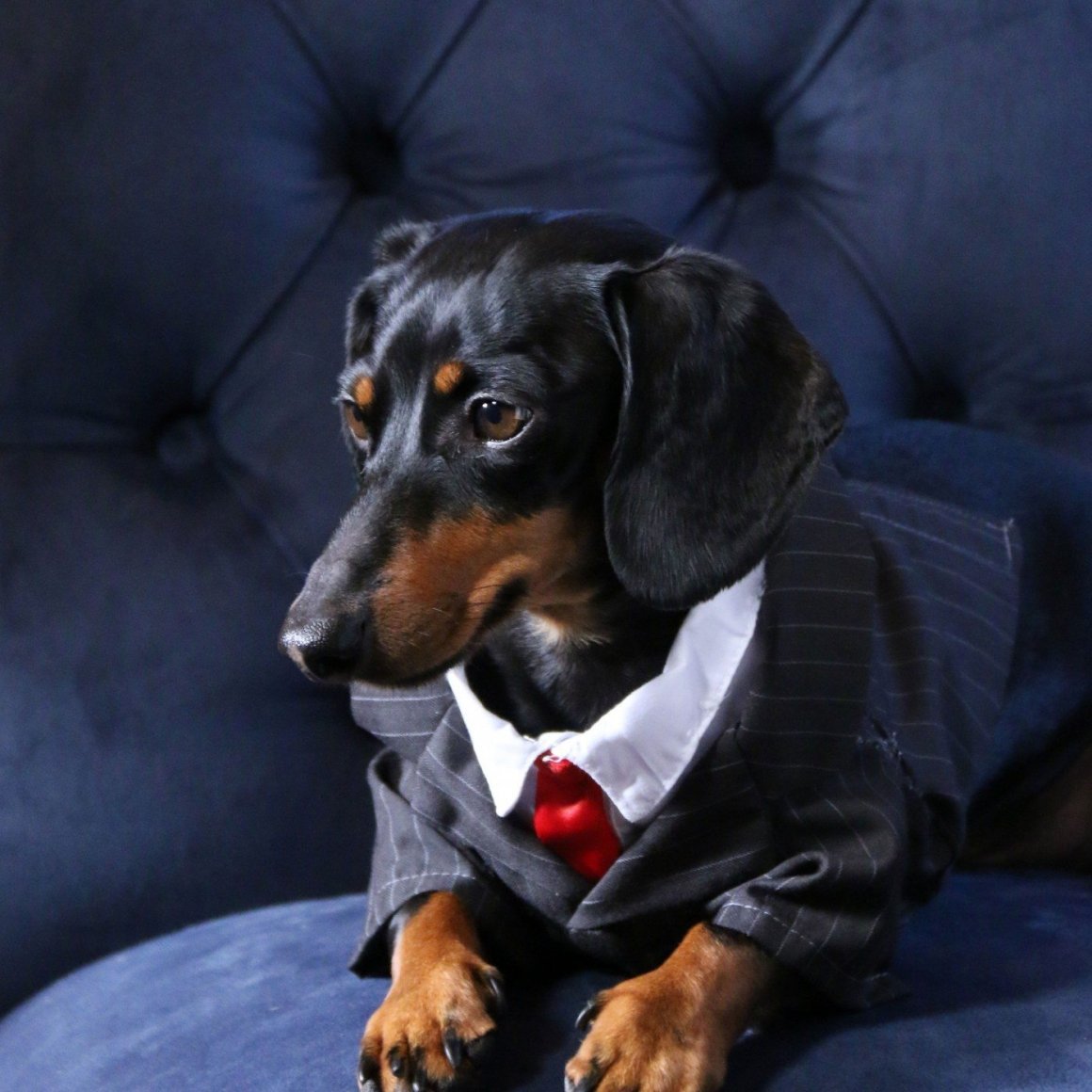 Порода такса