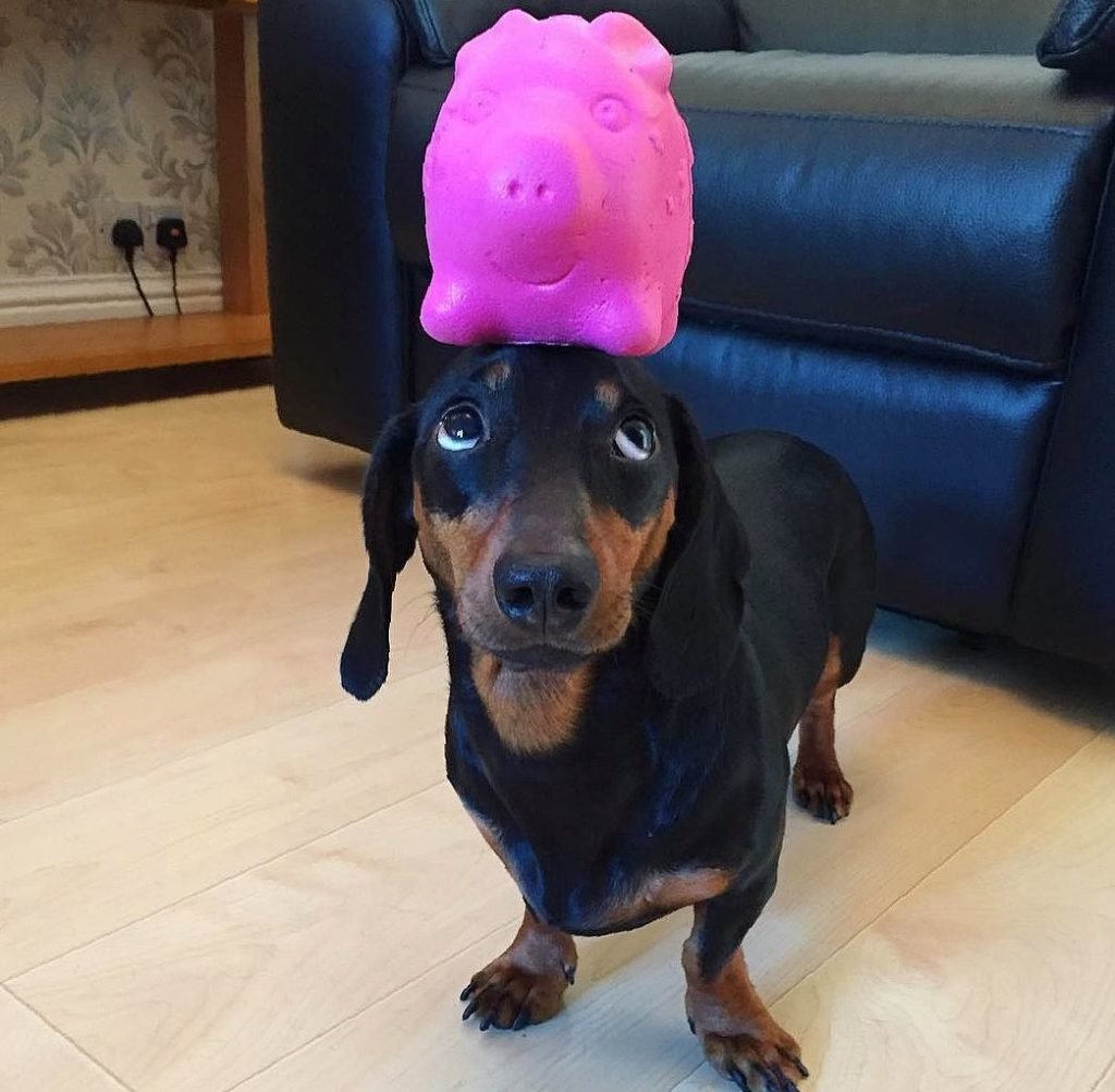 Самые милые таксы в мире