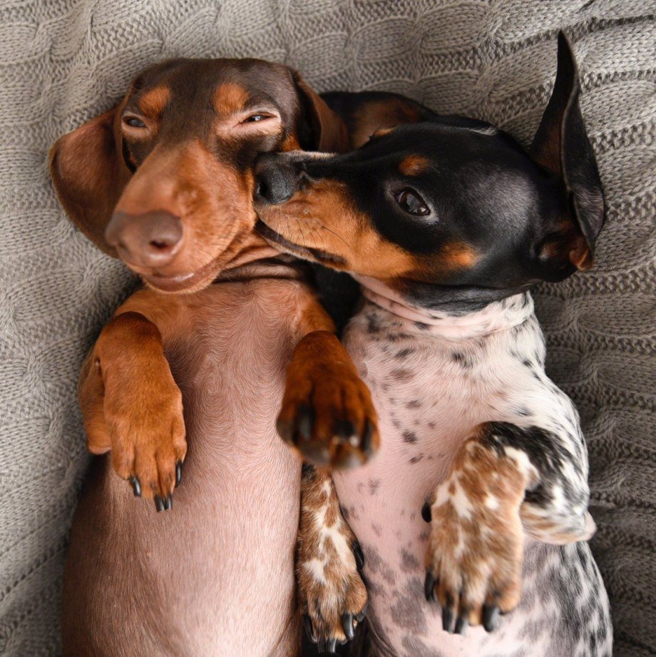 Милые щенки таксы