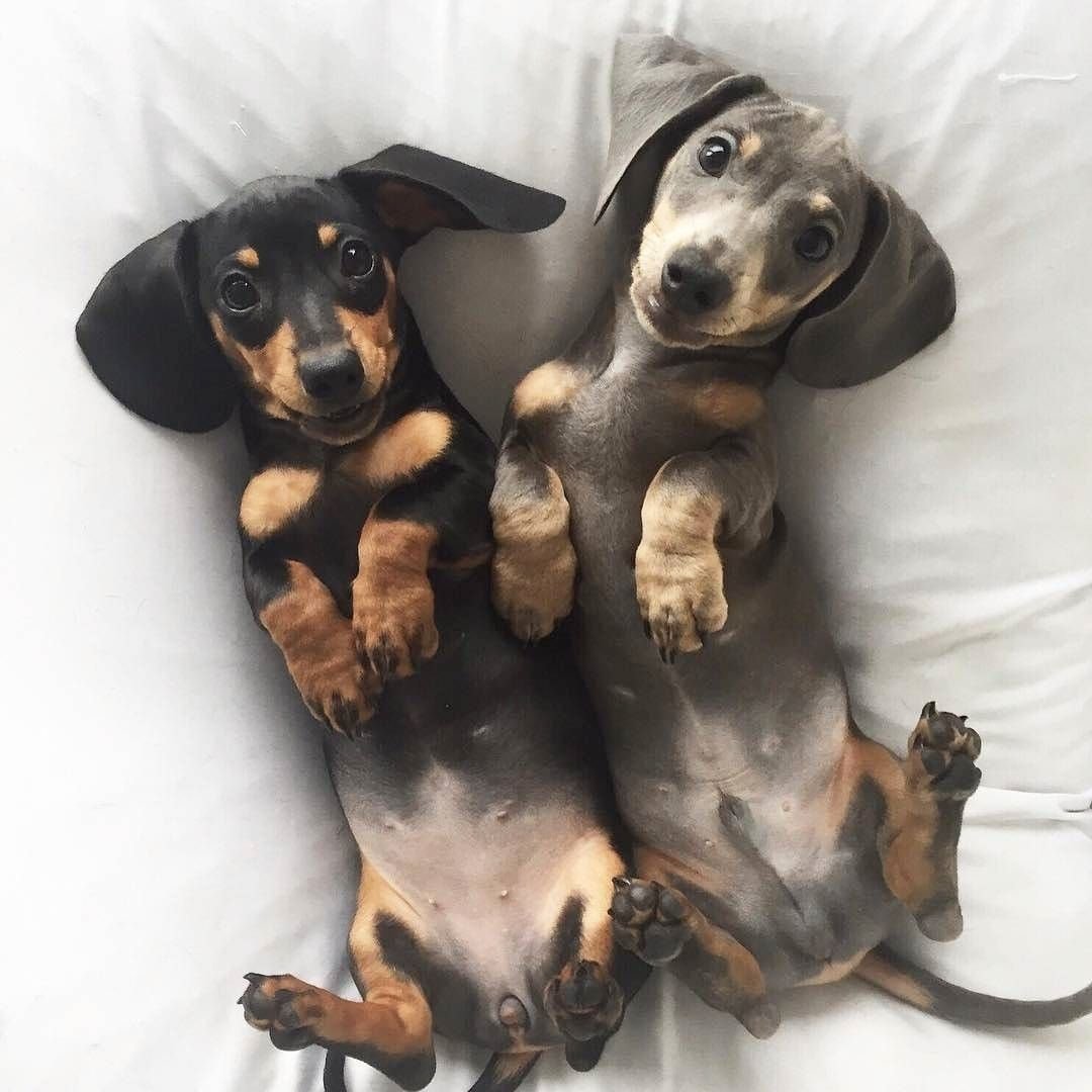 Белая такса