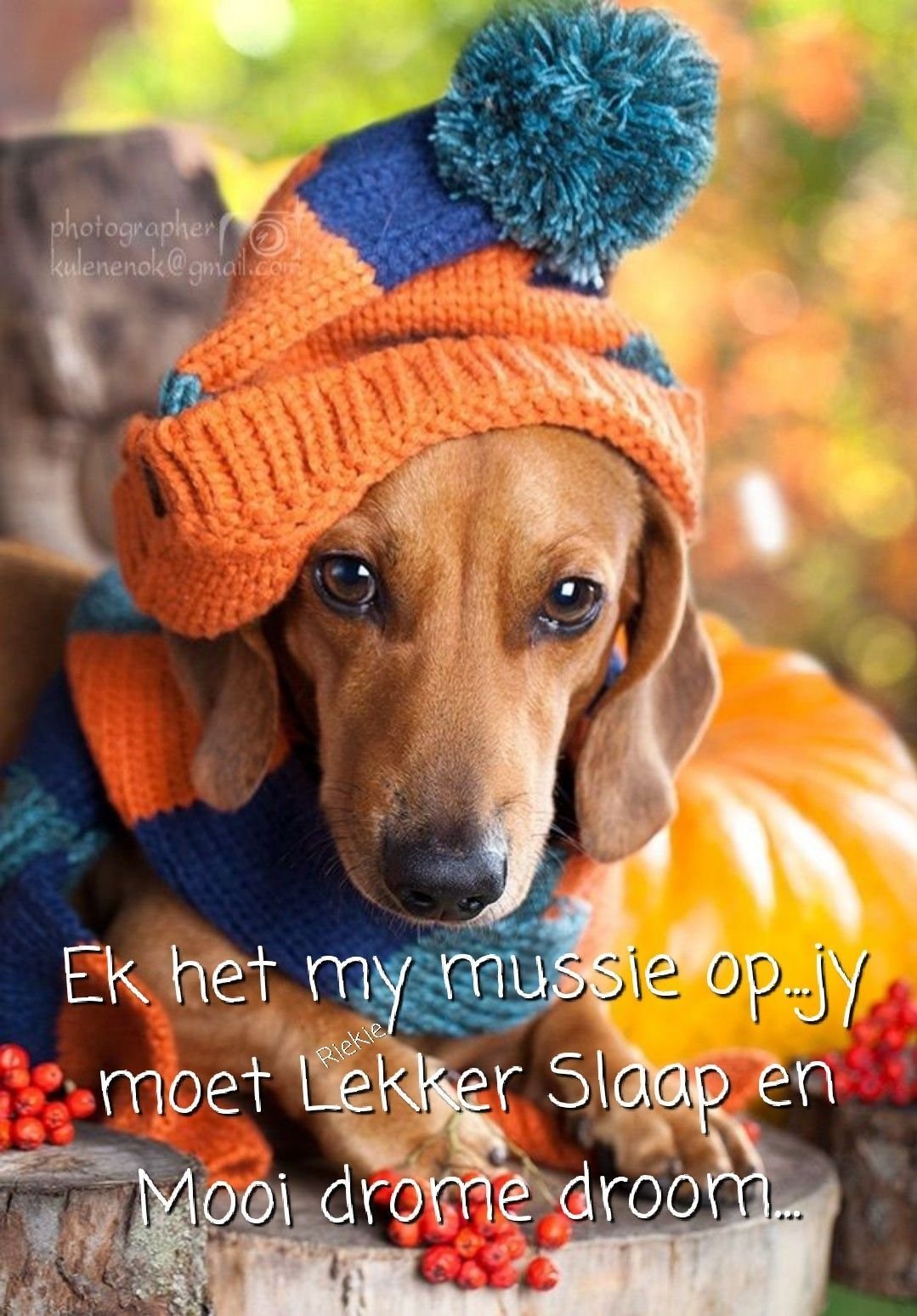 Шапочка собачки