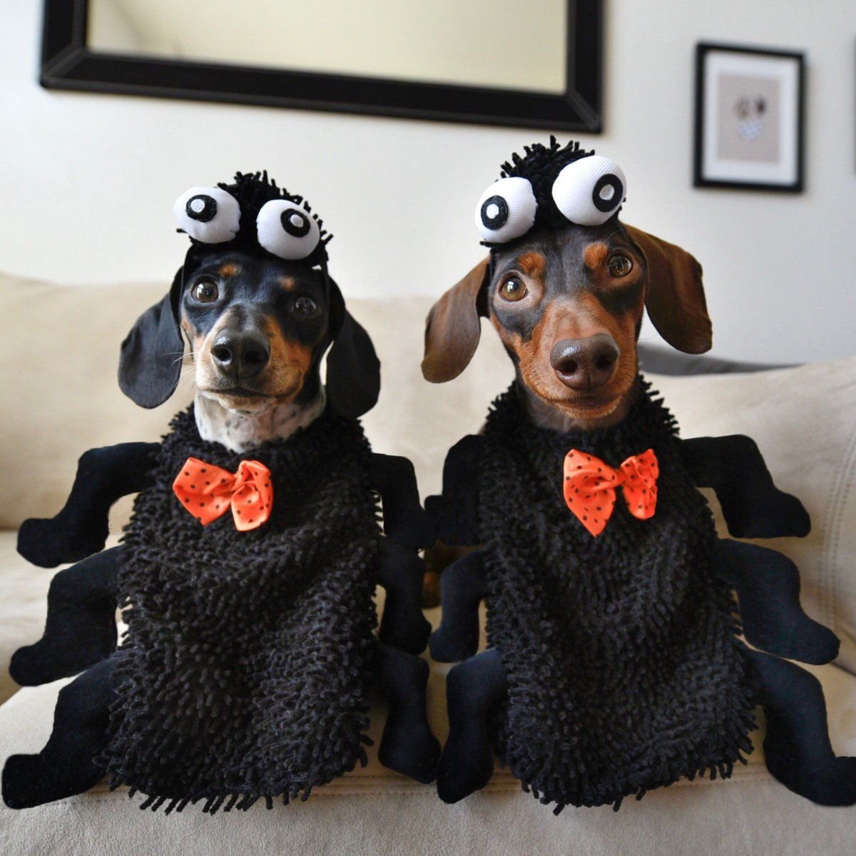 Такса нарядная