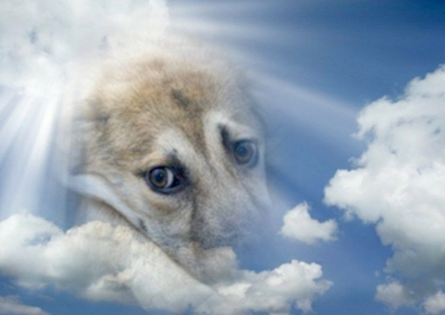 Собака на небесах. Собака облако. Душа собаки.