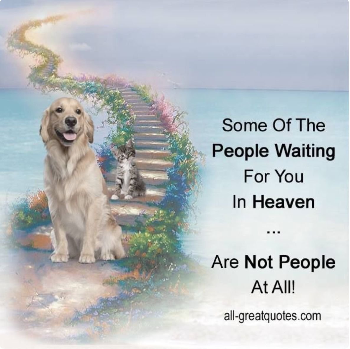 Мост радуги для собак