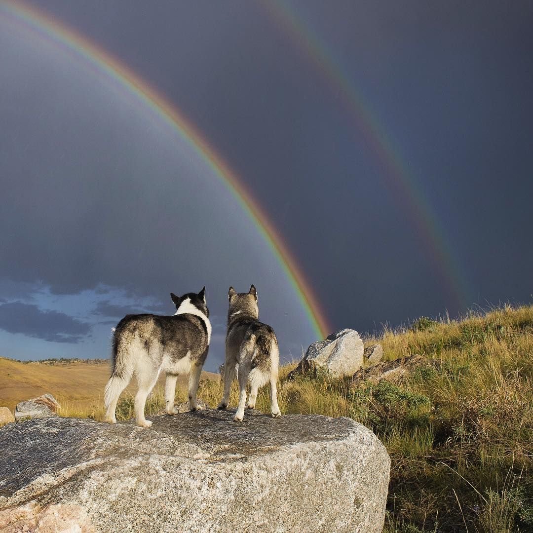 За радугу собака