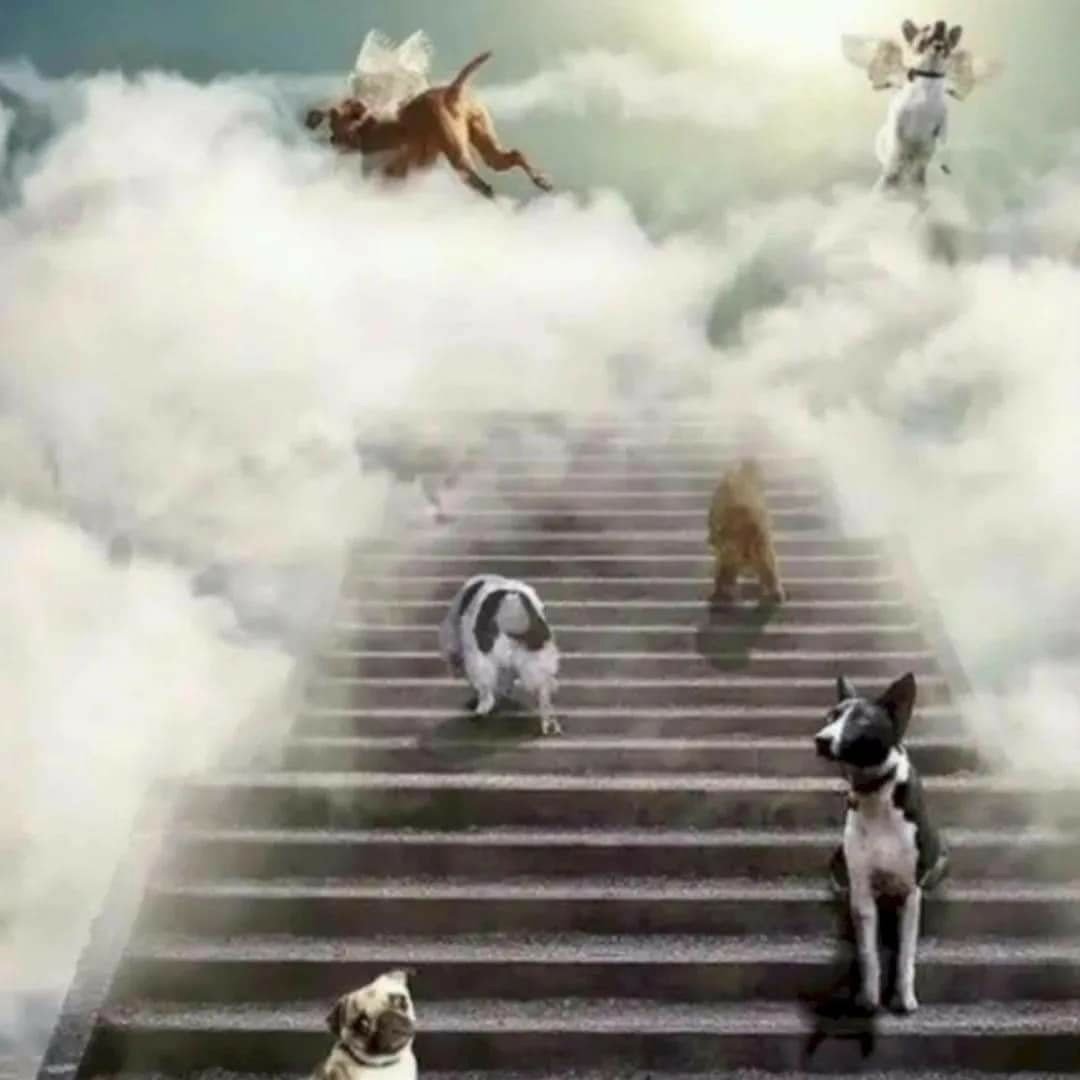 Кошка на радуге