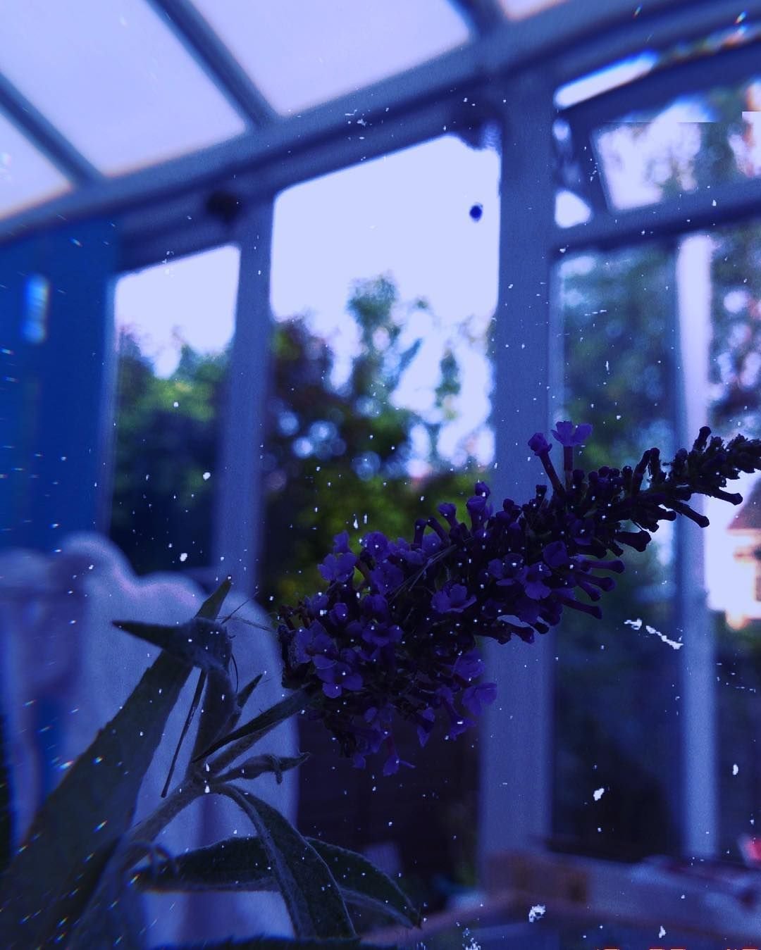 Эстетика голубого