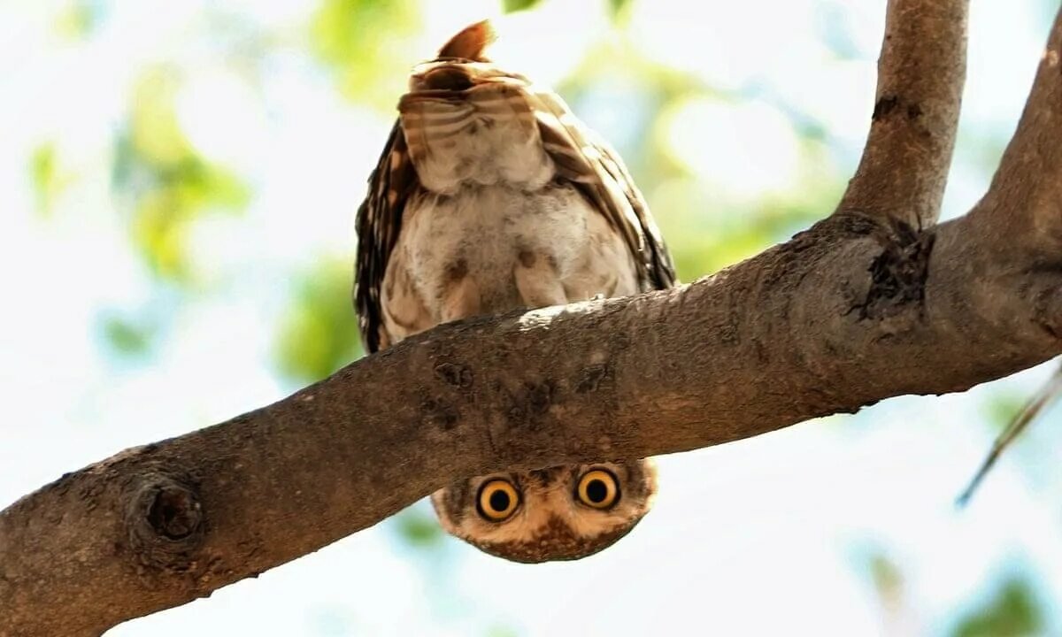 Смешные Совы фото
