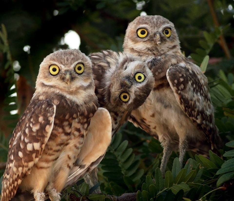 Семейство сычей