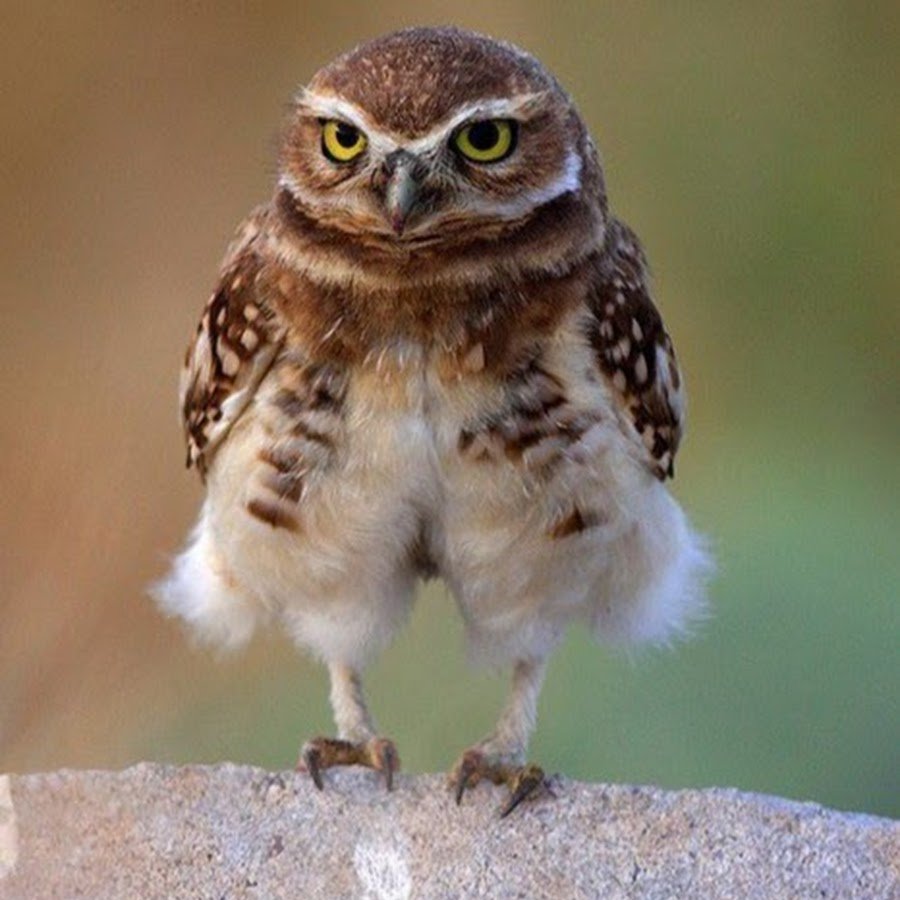 Забавные Совы