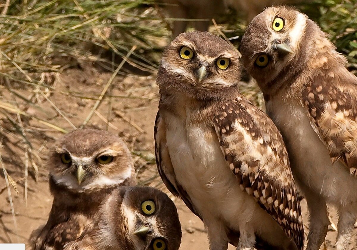 Перуанская карликовая Сова