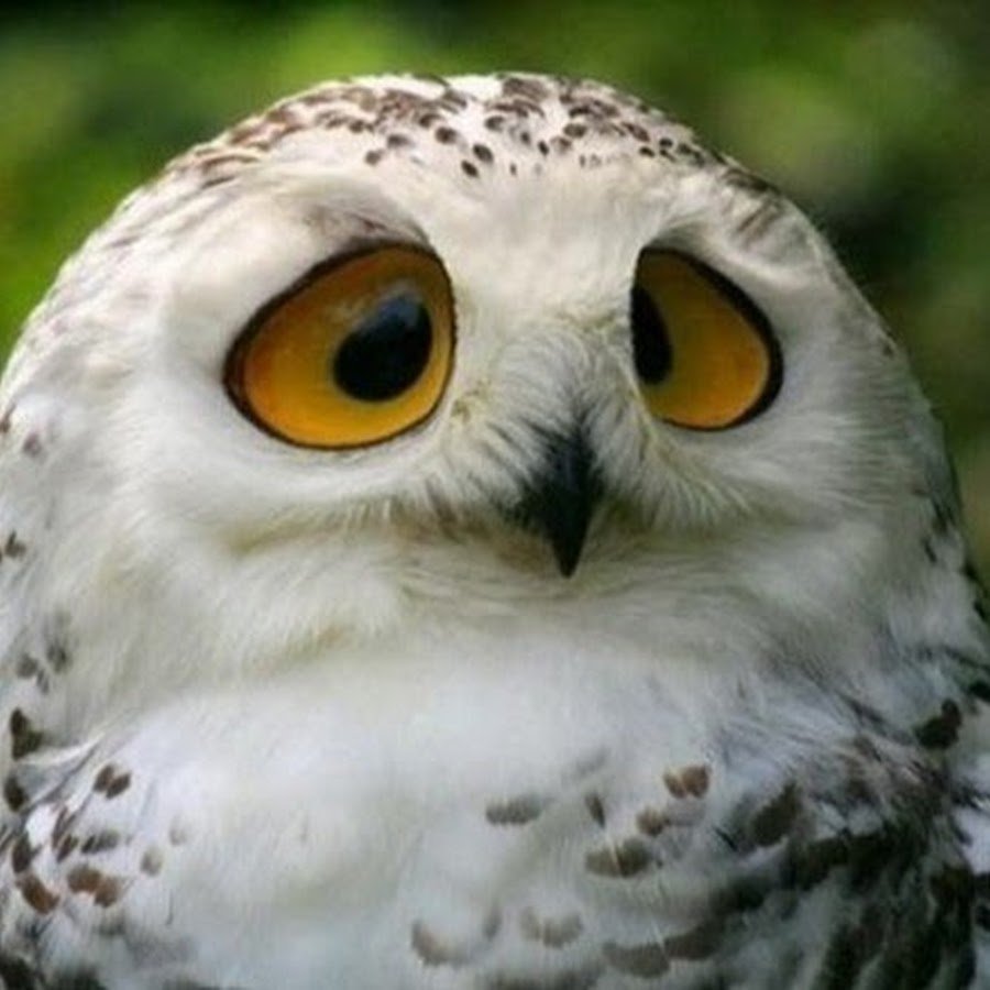 Совы мультяшные