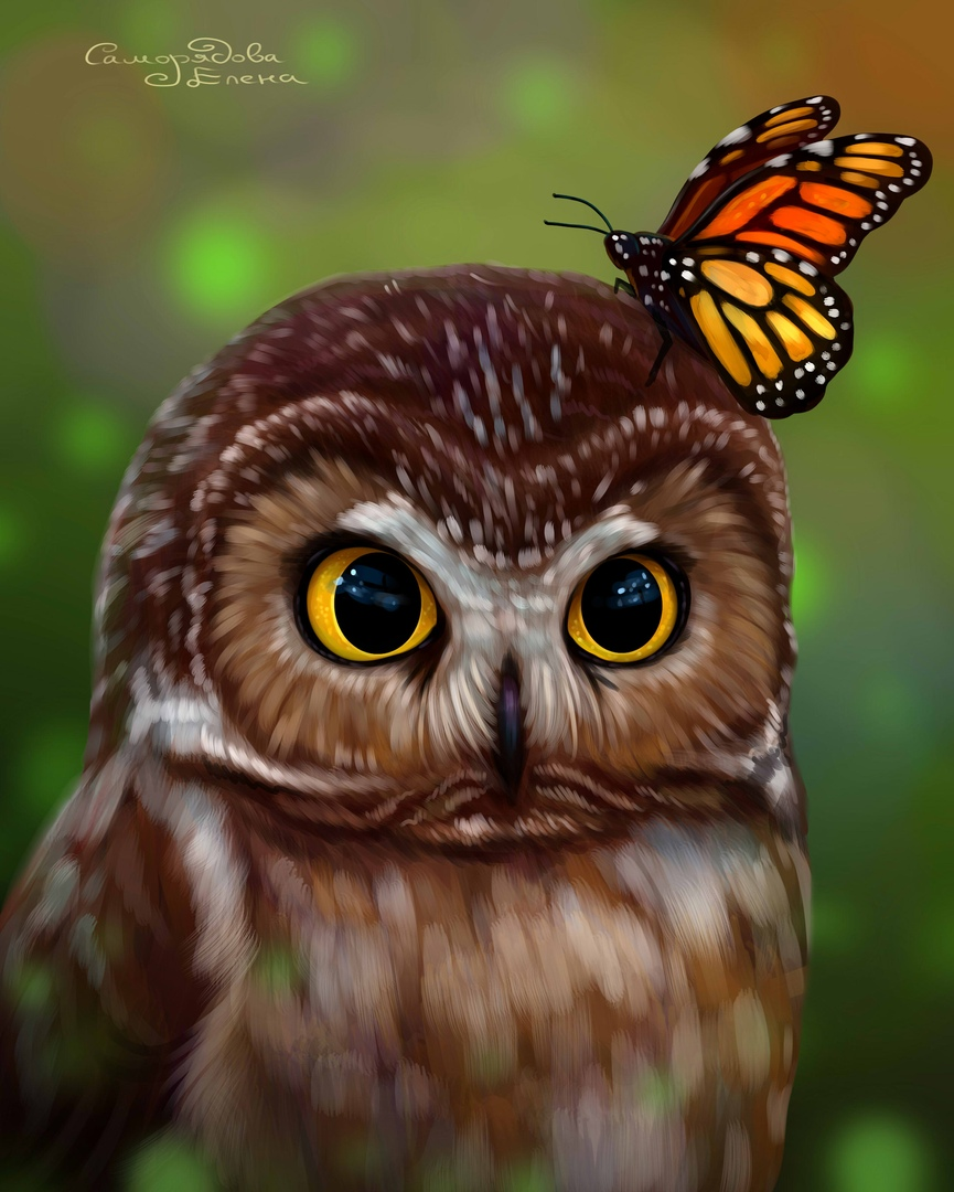 Красивые Совушки