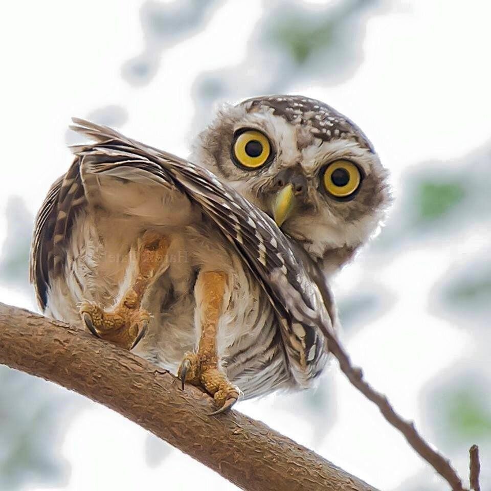 Смешные Совята