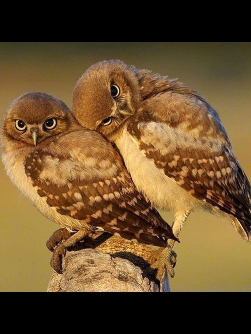 Любопытная Сова