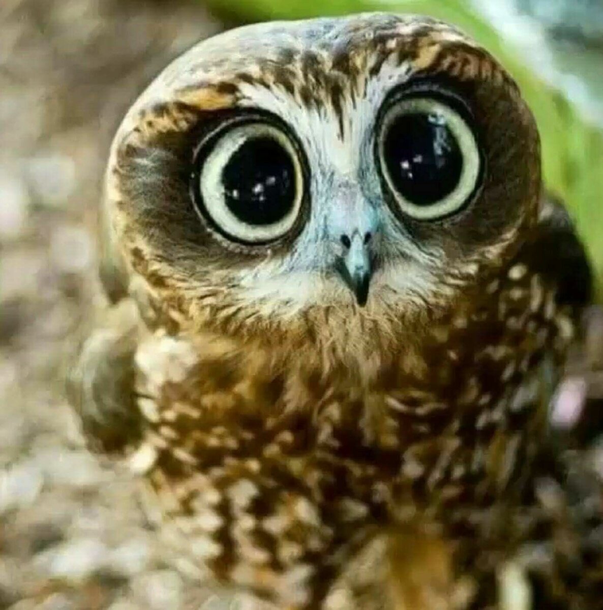 Смешные птенцы Совы