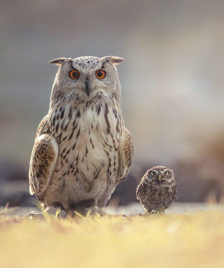 Ошейниковая совка Otus bakkamoena deserticolor
