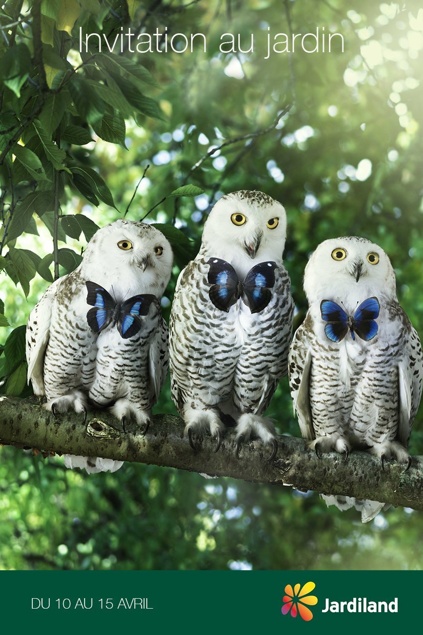 Обои на РАБОЧИЙС стол с совой