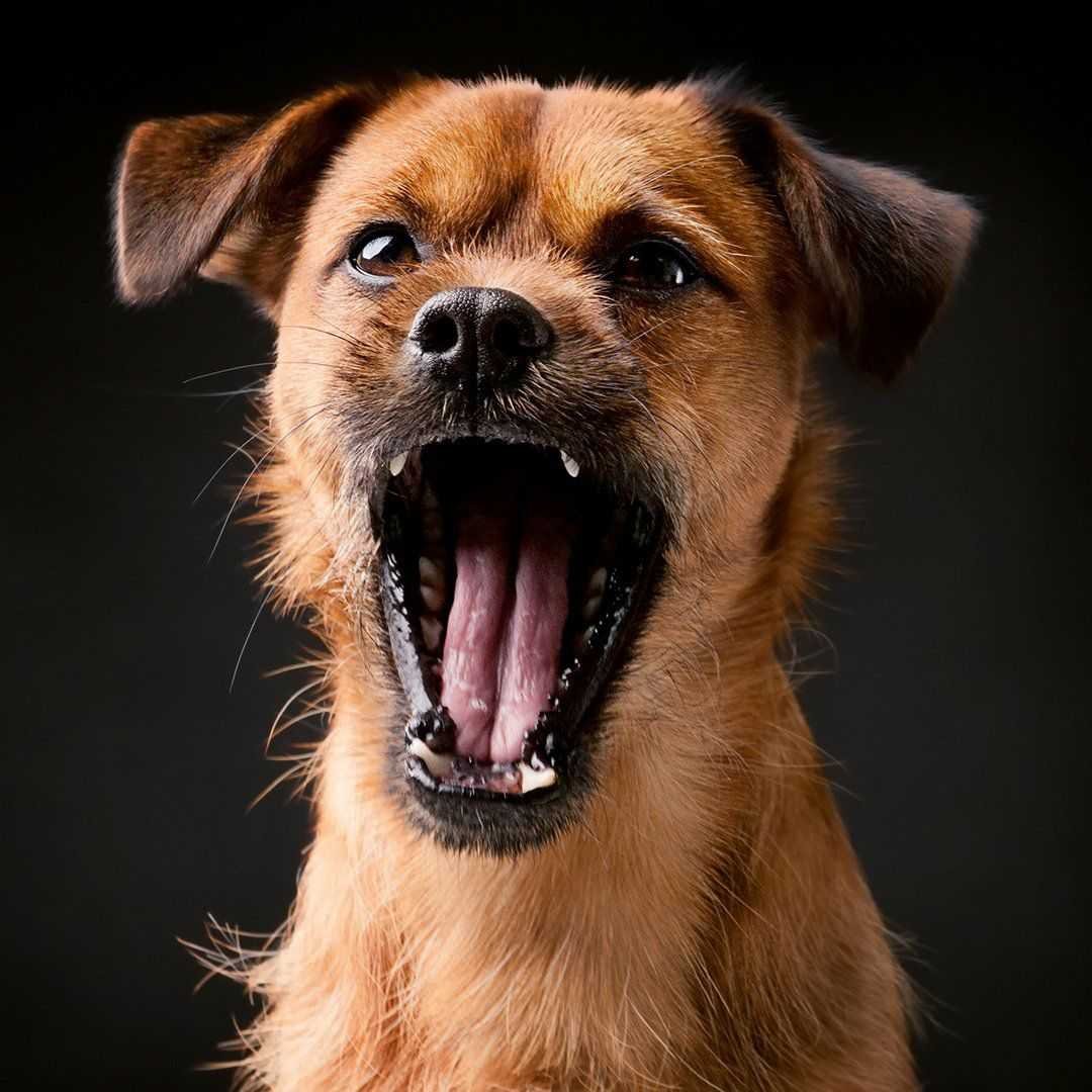 Злая собака