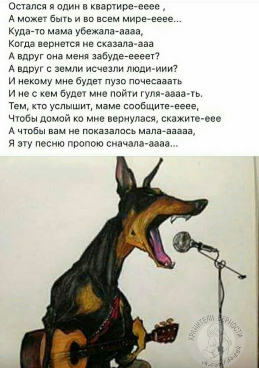 Почему собака воет ночью