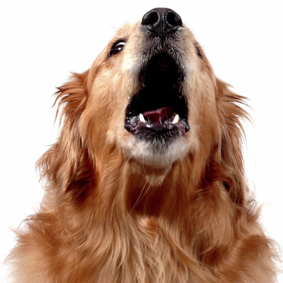 Визг собаки