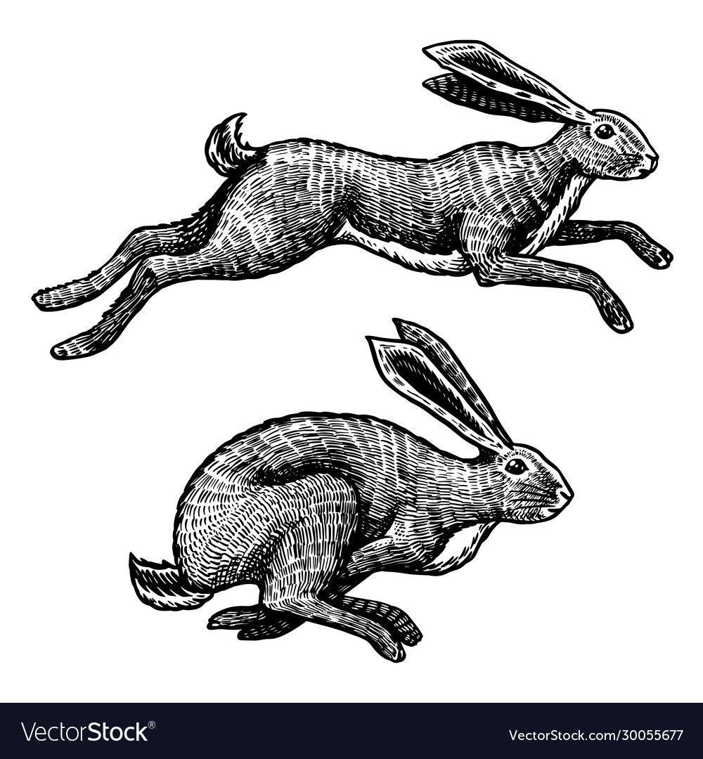 Заяц прыгает