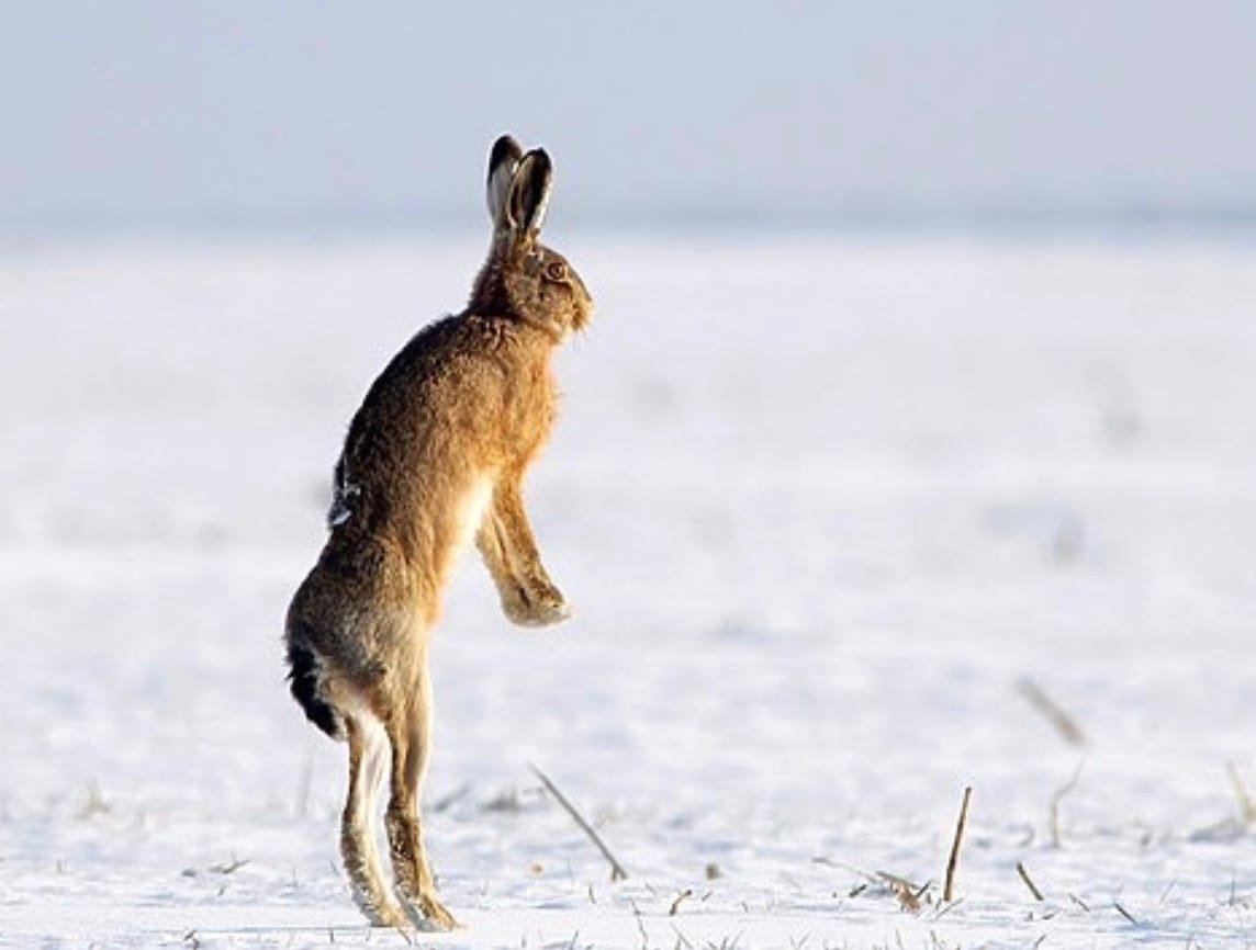 Заяц Русак на задних лапах