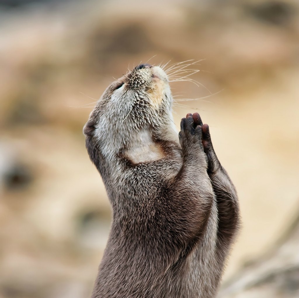 Хочу толстый кошелек и тонкую талию Господи не перепутай