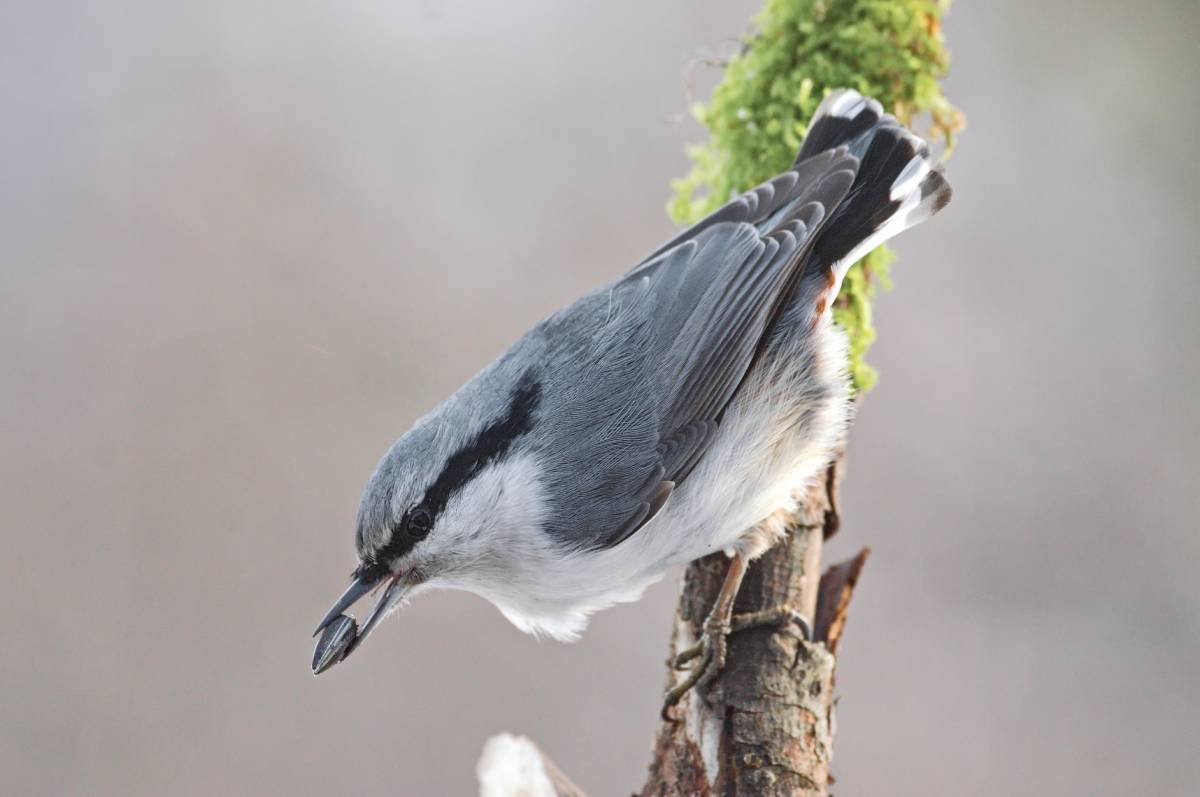 Обыкновенный поползень