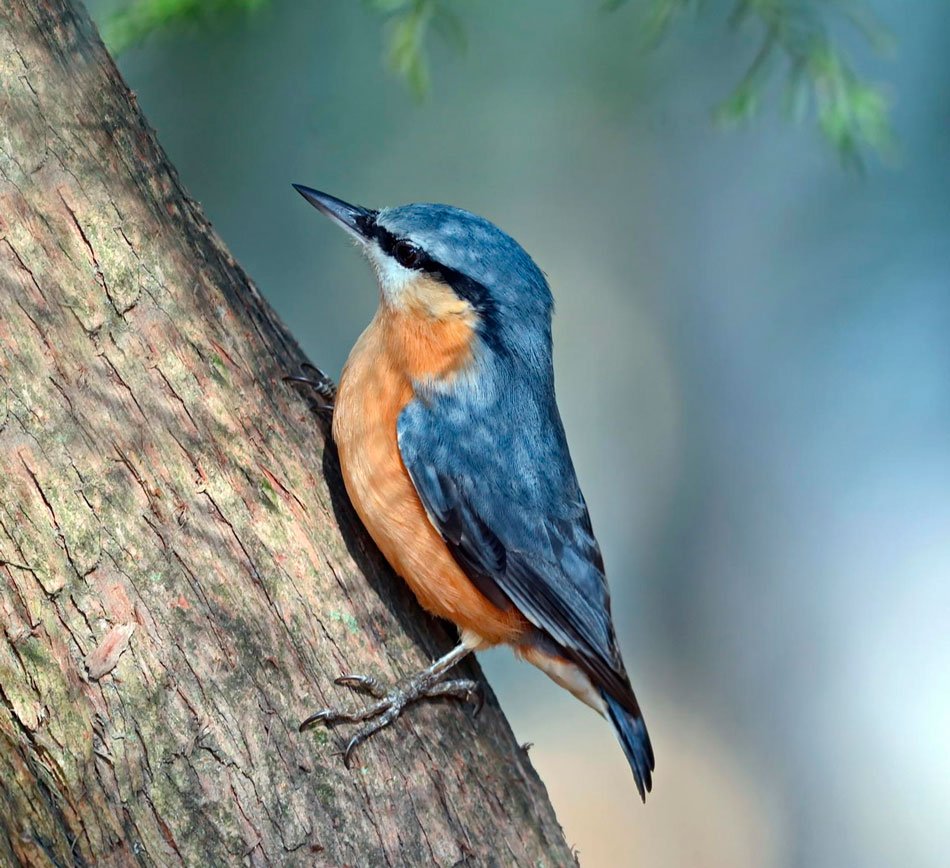 Обыкновенный поползень птицы
