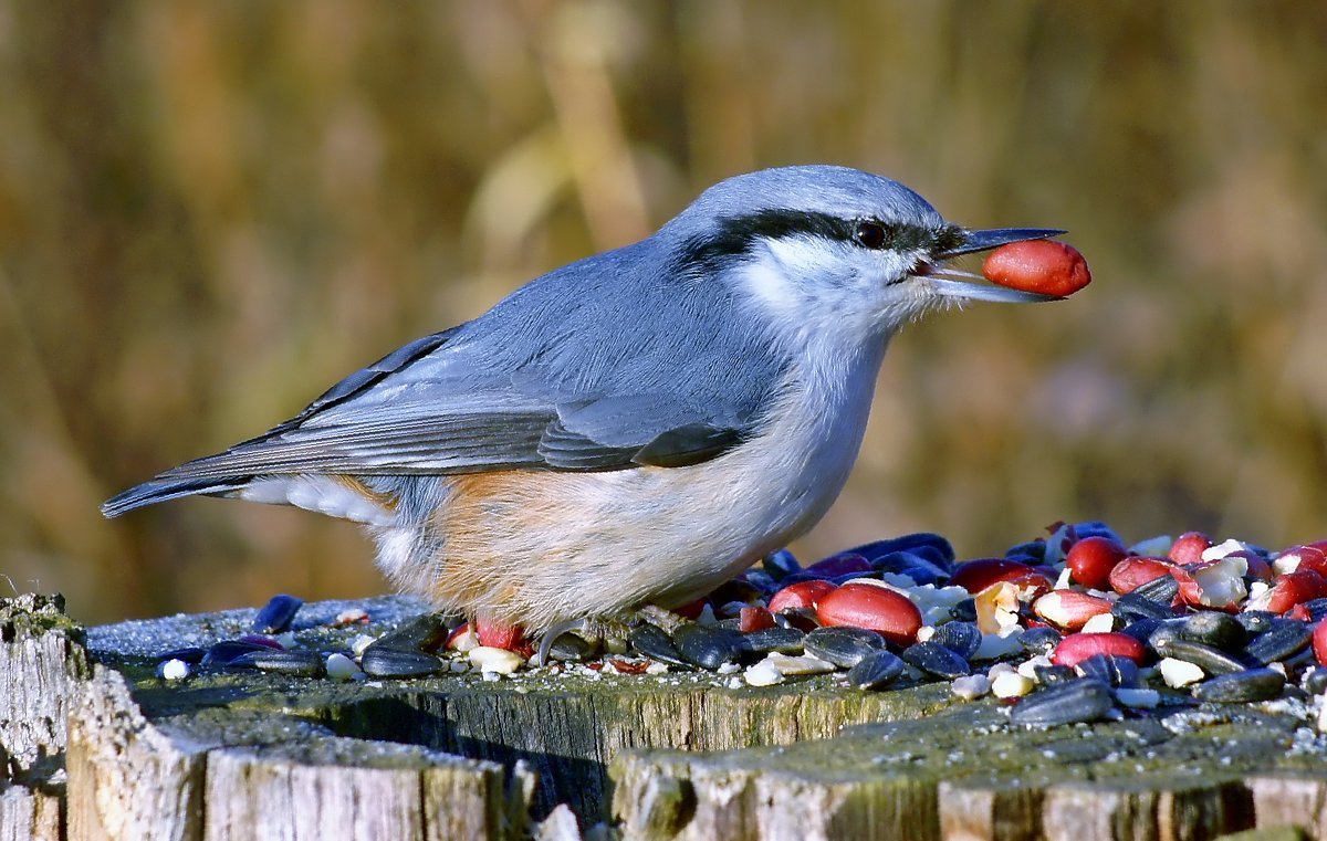 Обыкновенный поползень птицы