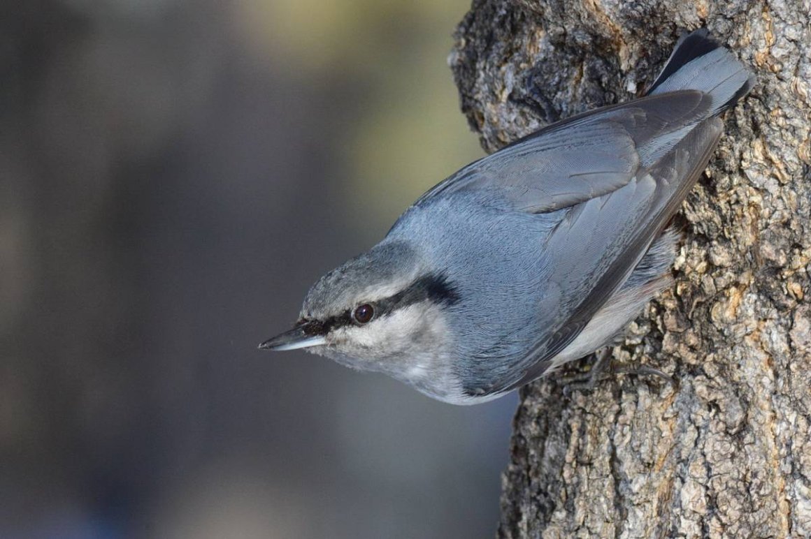 Обыкновенный поползень Sitta europaea
