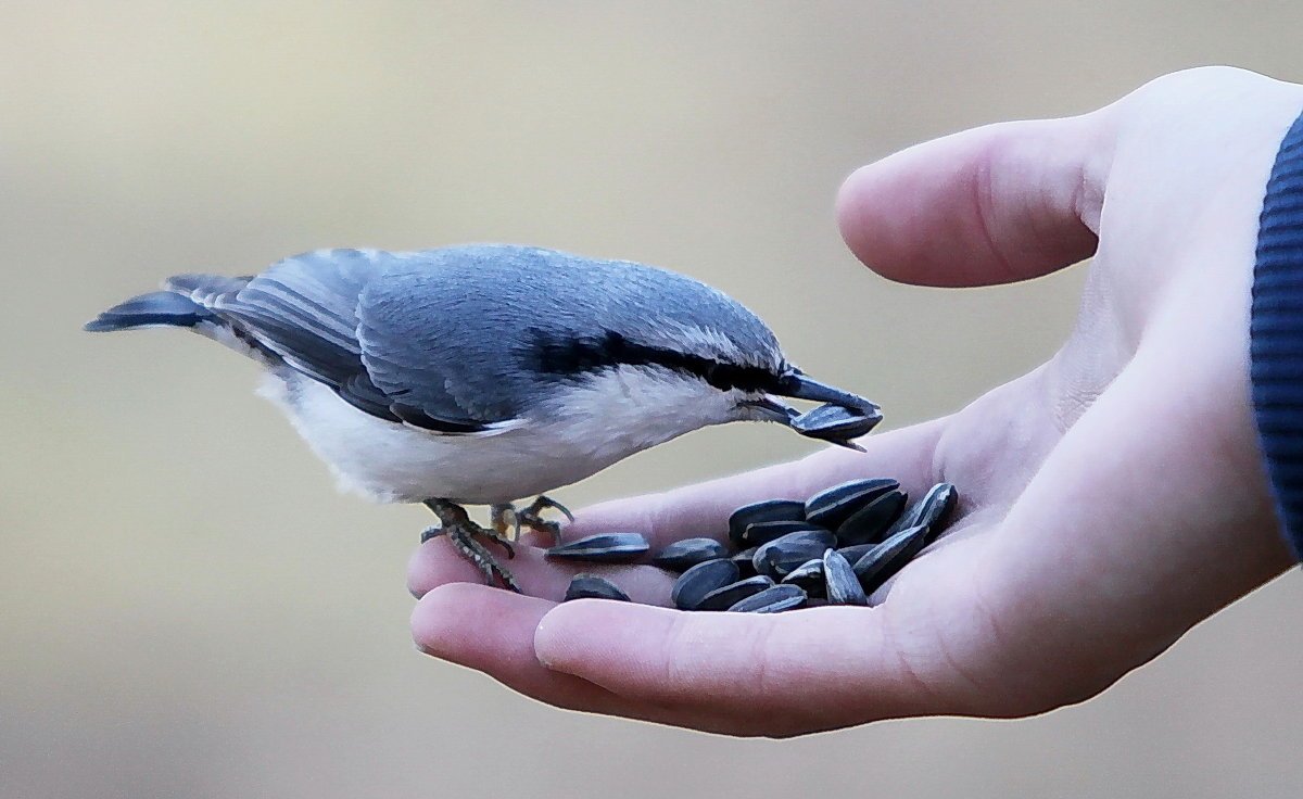 Канадский поползень