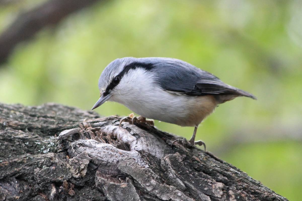 Пищуха поползень лазоревка