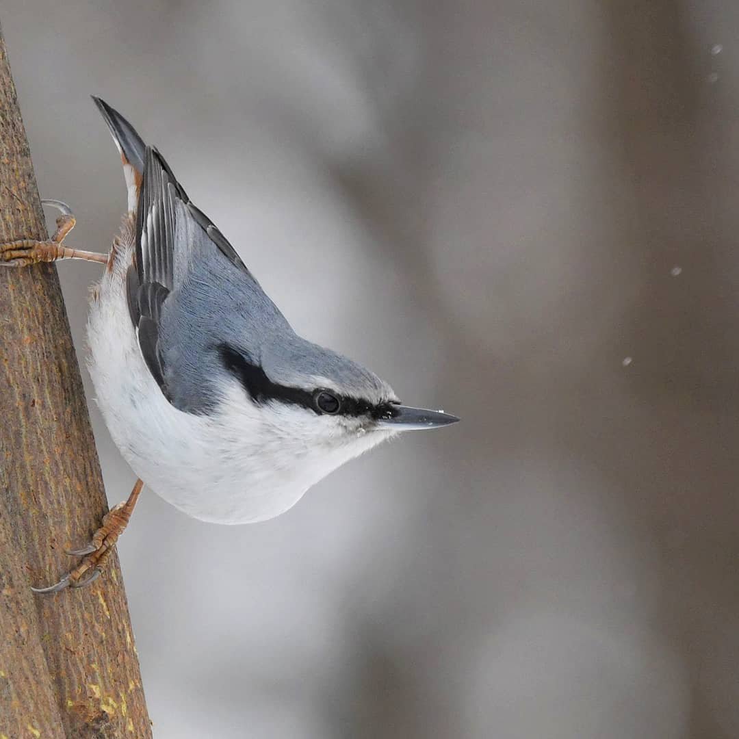 Поползень на столбе