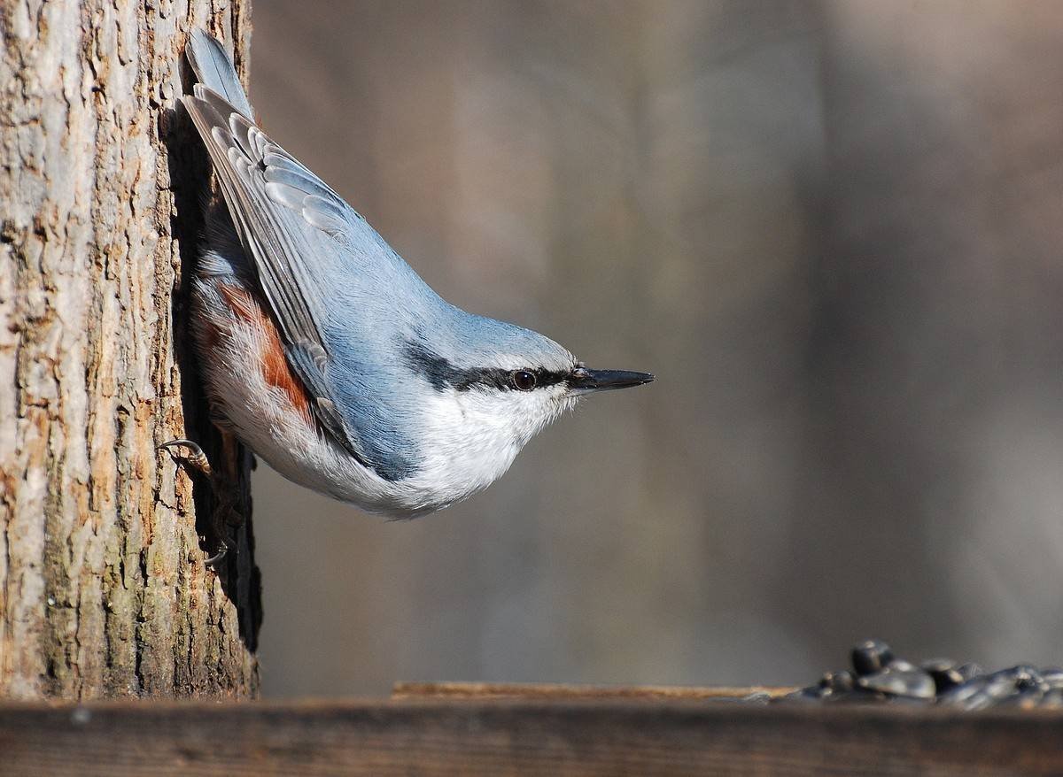 Поползень птица