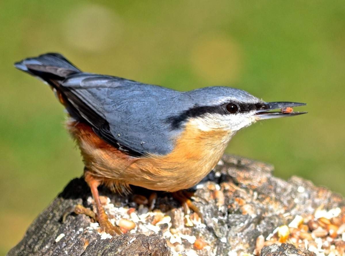 Птица поползень картинки