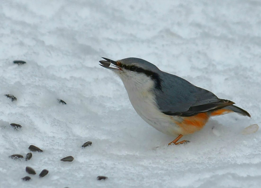 Птица обыкновенная Непель