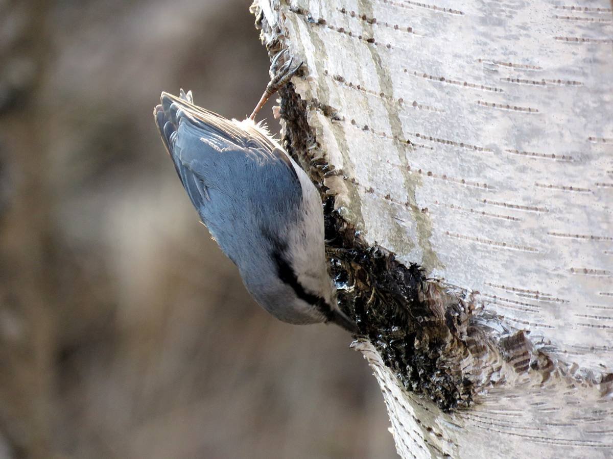 Обыкновенный поползень м